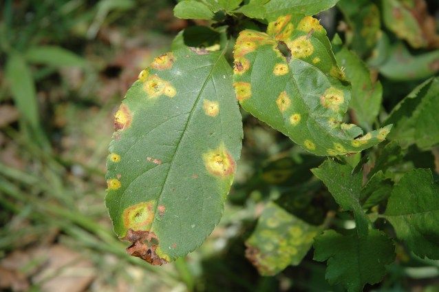 Парша на яблоне фото описание и лечение Guía para diagnosticar enfermedades en árboles - Cosas del Jardin Como hacer un 