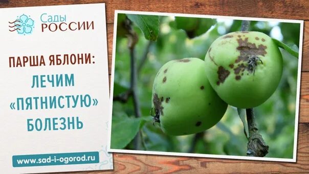 Парша на яблоне фото описание и лечение Против парши: найдено 89 изображений
