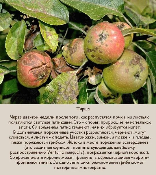 Парша на яблоне фото описание и лечение Картинки БОЛЕЗНИ ЛИСТЬЕВ ЯБЛОНИ ОПИСАНИЕ С ФОТОГРАФИЯМИ