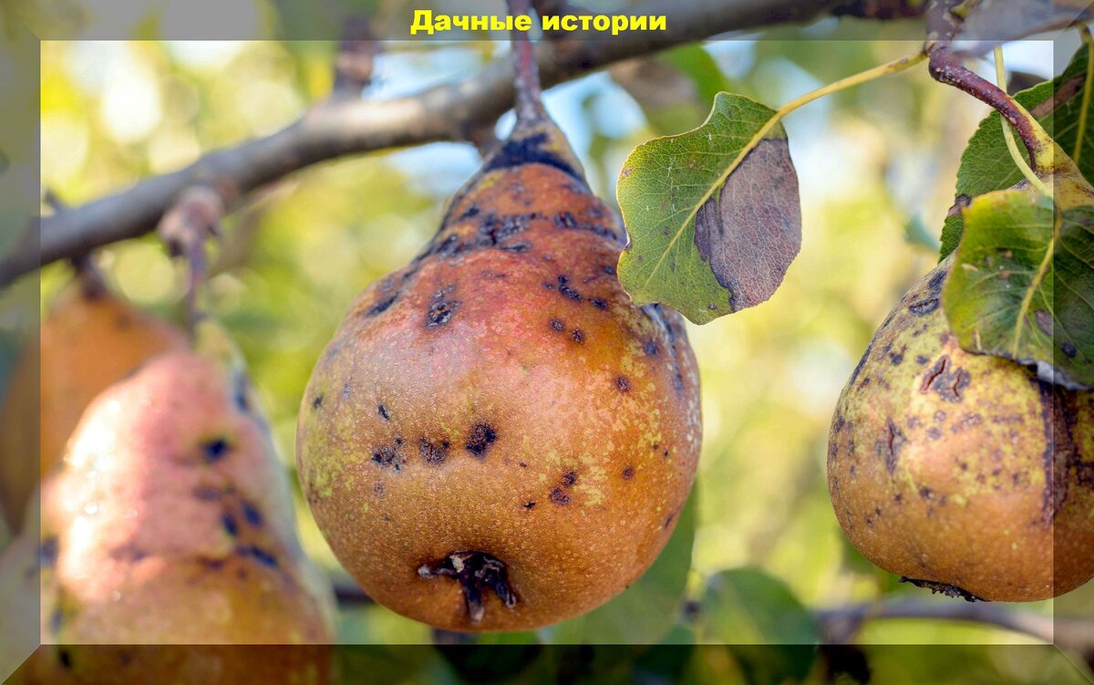 Парша плодов груши фото Урожай гниет и опадает: что делать, если плоды гниют прямо на деревьях и как при