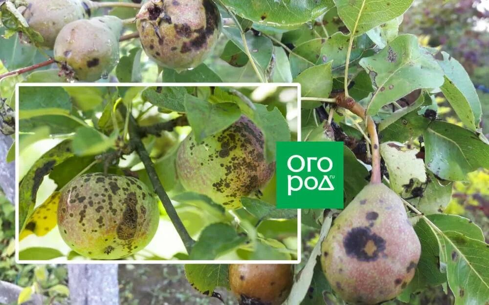 Парша плодов груши фото Парша на яблоне и груше: как бороться с болезнью и не допустить ее развития