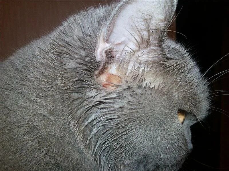 Парша у кошек фото Почему у кошки или кота горячие уши, чем это опасно, как помочь котенку и взросл