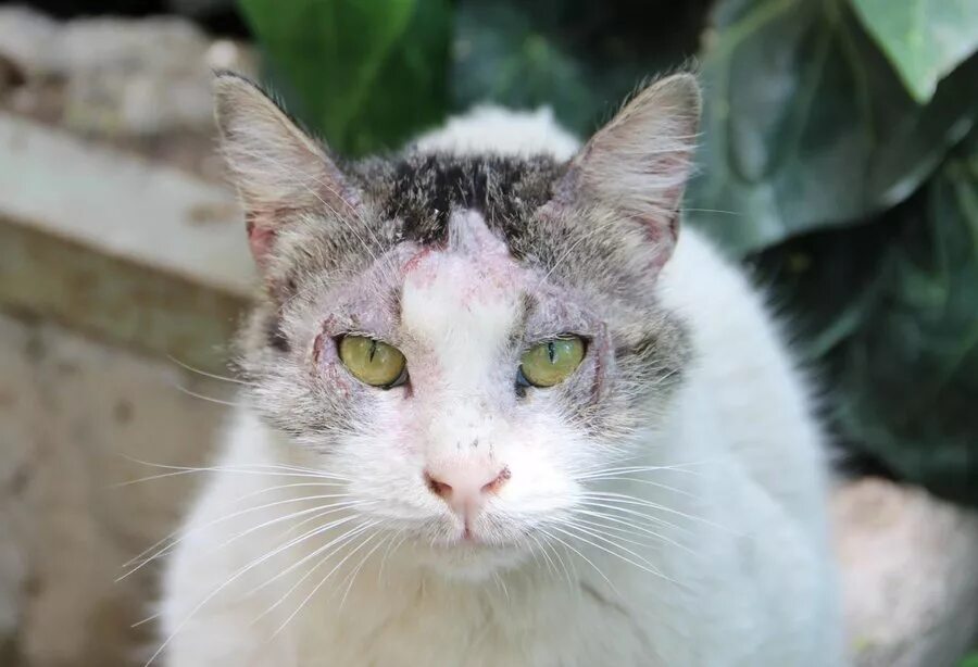 Парша у кошек фото Кошки - HomeAnimal