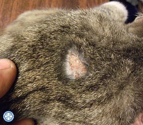 Парша у кошек фото Симптомы и лечение стригущего лишая у кошек в Нижнем Новгороде