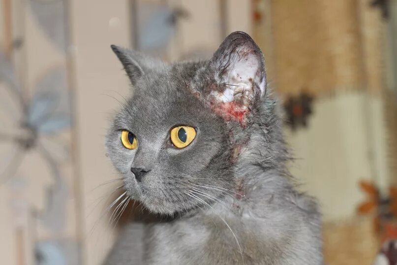 Парша у кошек фото Заболевания ушей у кошек, лечение и профилактика - Все о породах кошек с описани