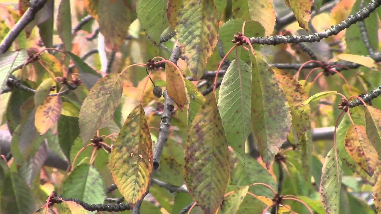 Парша вишни фото Cherry Tree Leaves in the Wind - YouTube