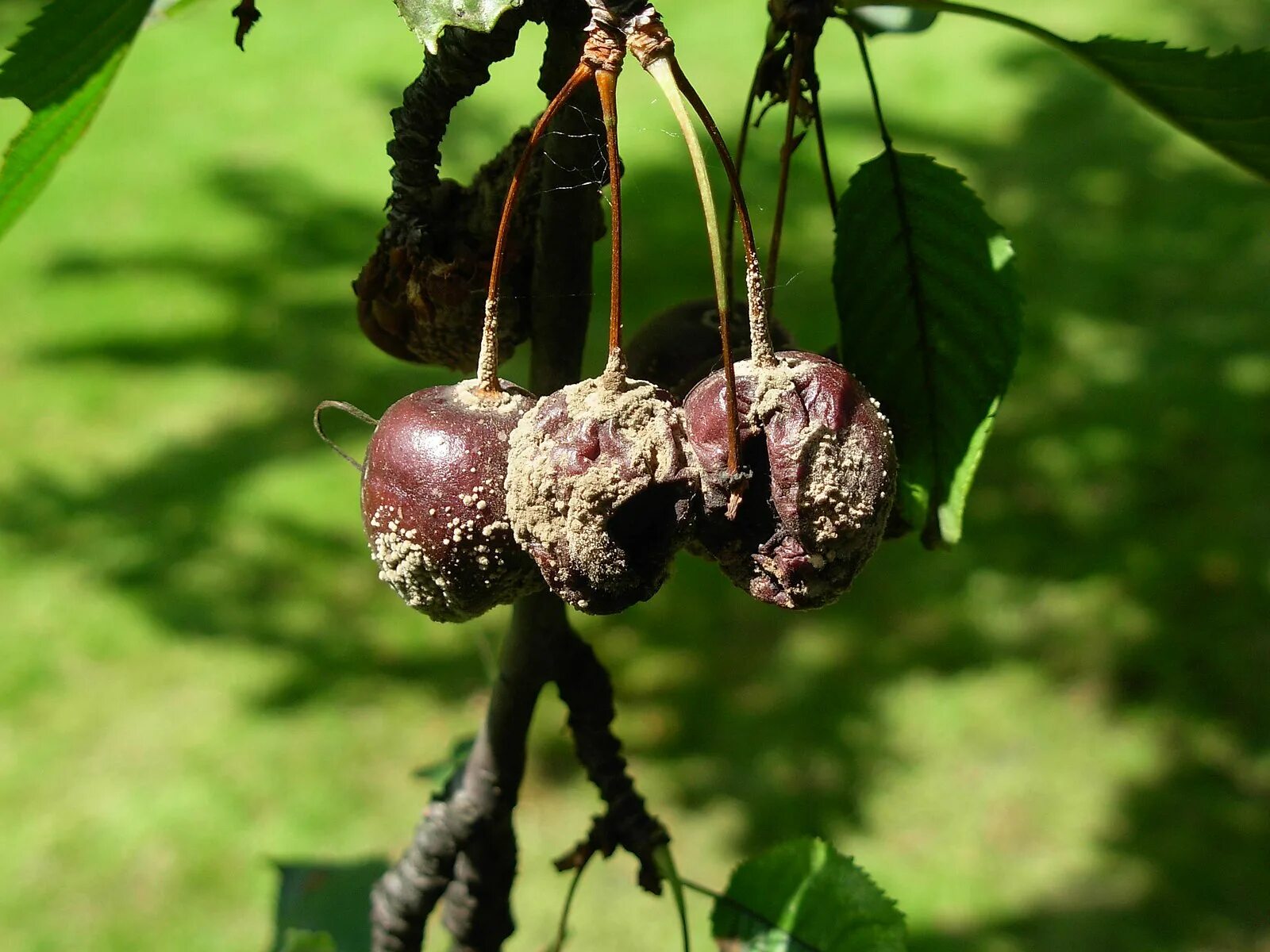 Парша вишни фото Файл:Cherries attacked by fungi 03.JPG - Википедия