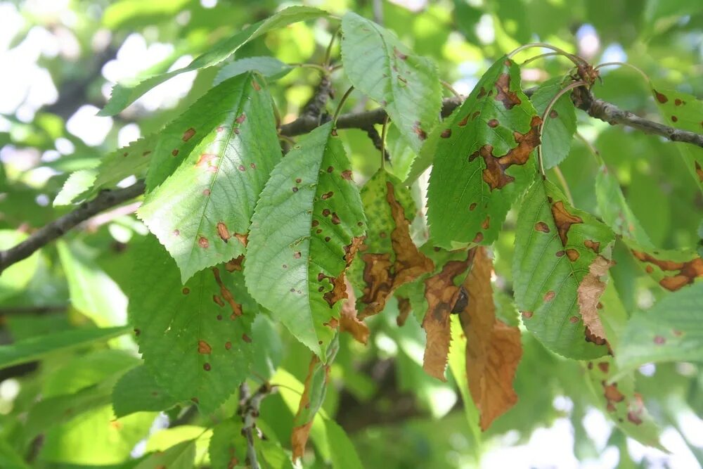 Парша вишни фото Cherry Leaf Spot " Tips on Identification & Control