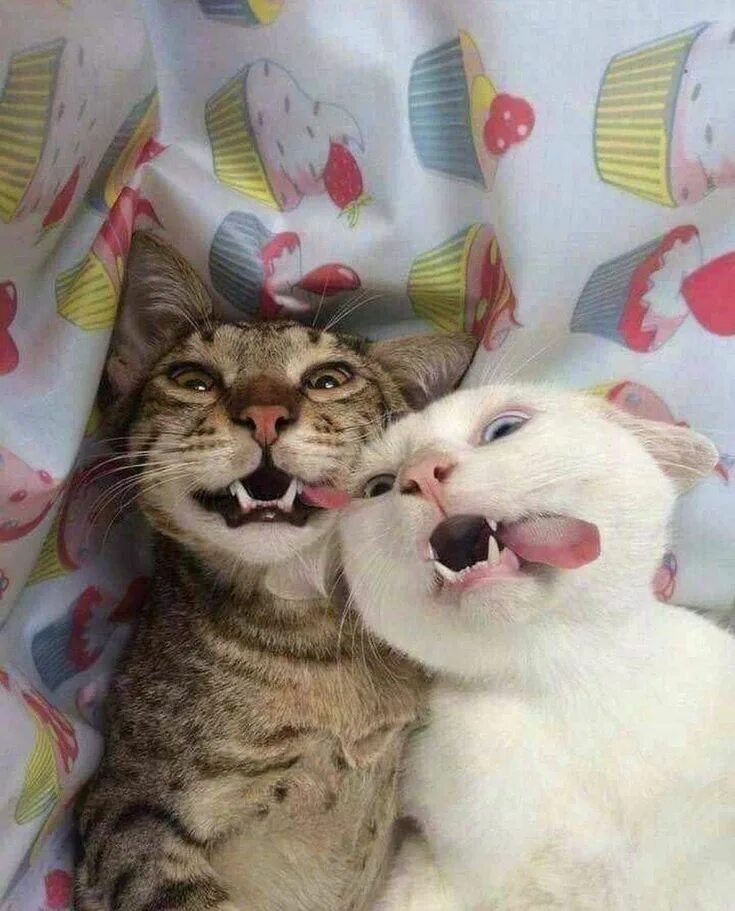 Пару фото котиков Pin on kittY Cute cats and dogs, Cute cats, Funny cute cats