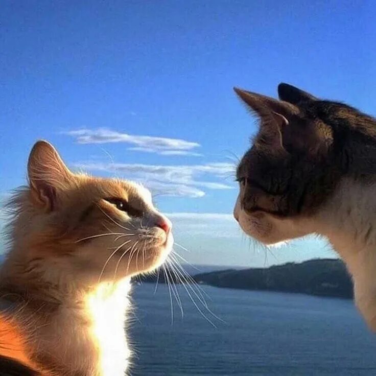 Пару фото котиков #tiere #katzen #liebe #himmel #leben #zuneigung Cute animals, Pretty cats, Baby 