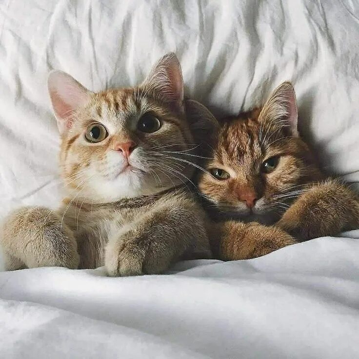 Пару фото котиков Пин от пользователя PhuongThao Nguyen на доске Pets Милые котики, Котята, Кошачь