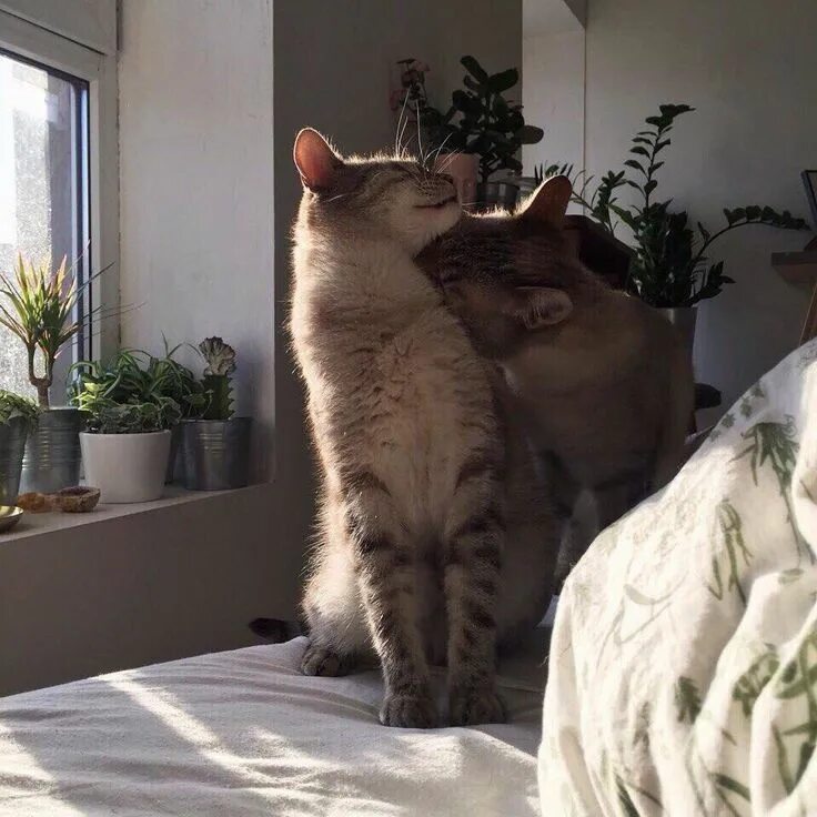 Пару фото котиков Pin by Анастасия Виноградова on love Cats, Pretty cats, Cats and kittens