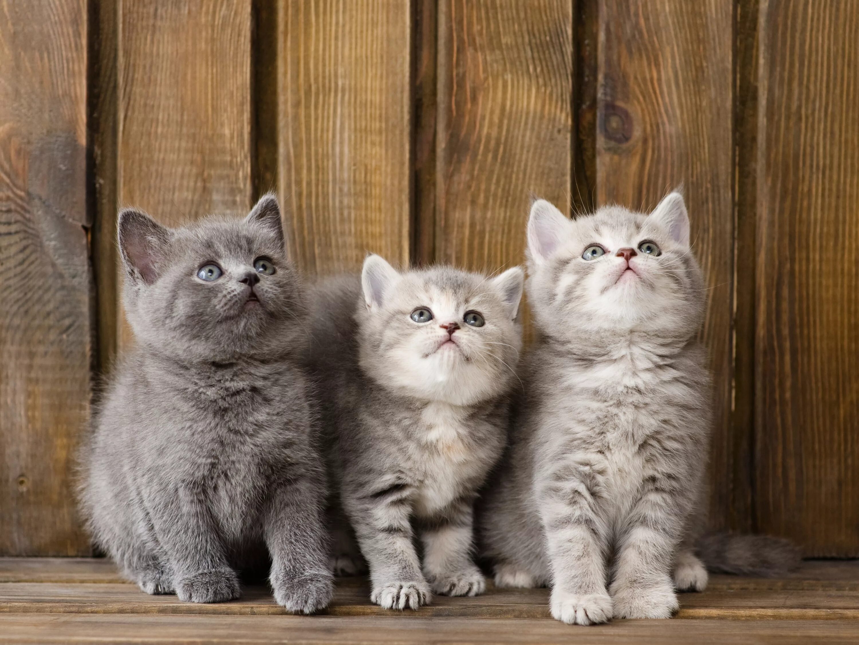 Пару фото котиков Скачать обои котята, малыши, трио, троица, раздел кошки в разрешении 4000x3001