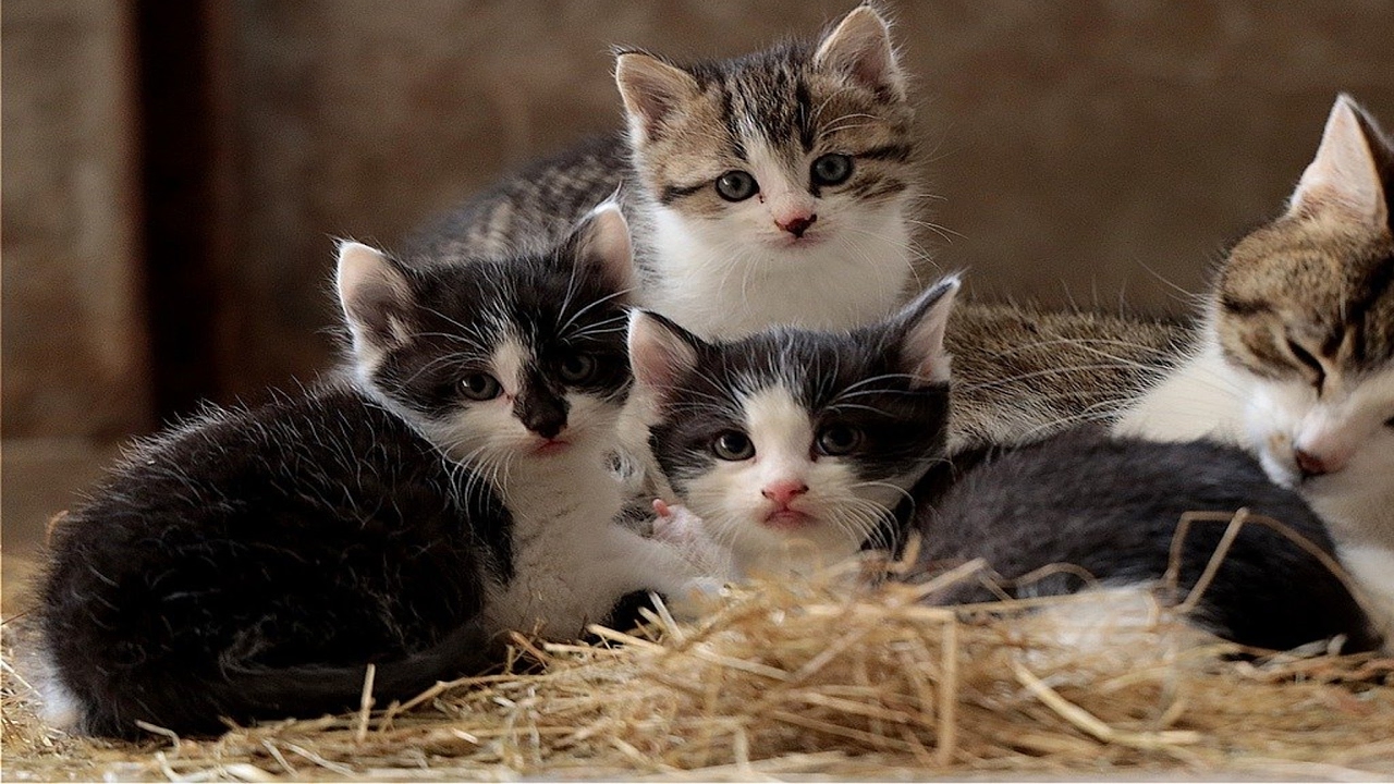 Пару фото котиков לייב רוקט ליג עם מרמלדה עושים את הטורניר - YouTube