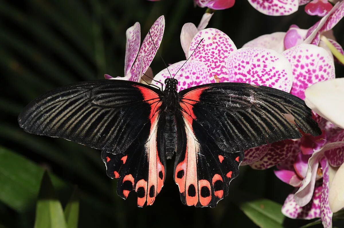 Парусник румянцева бабочка фото Файл:Papilio rumanzovia 4.jpg - Википедия
