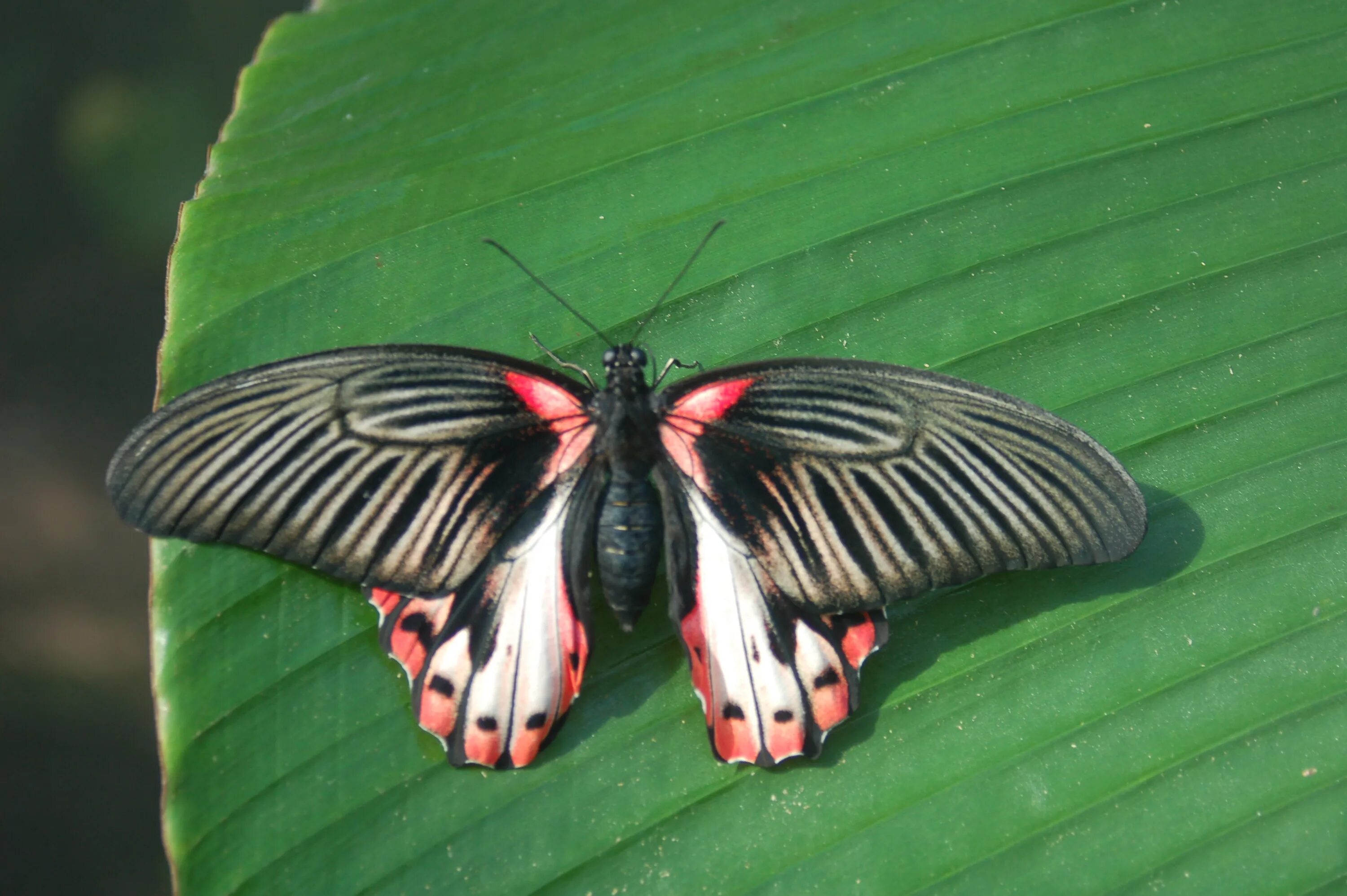 Парусник румянцева бабочка фото File:DSC 4113 - Papilio rumanzovia.JPG - Wikimedia Commons