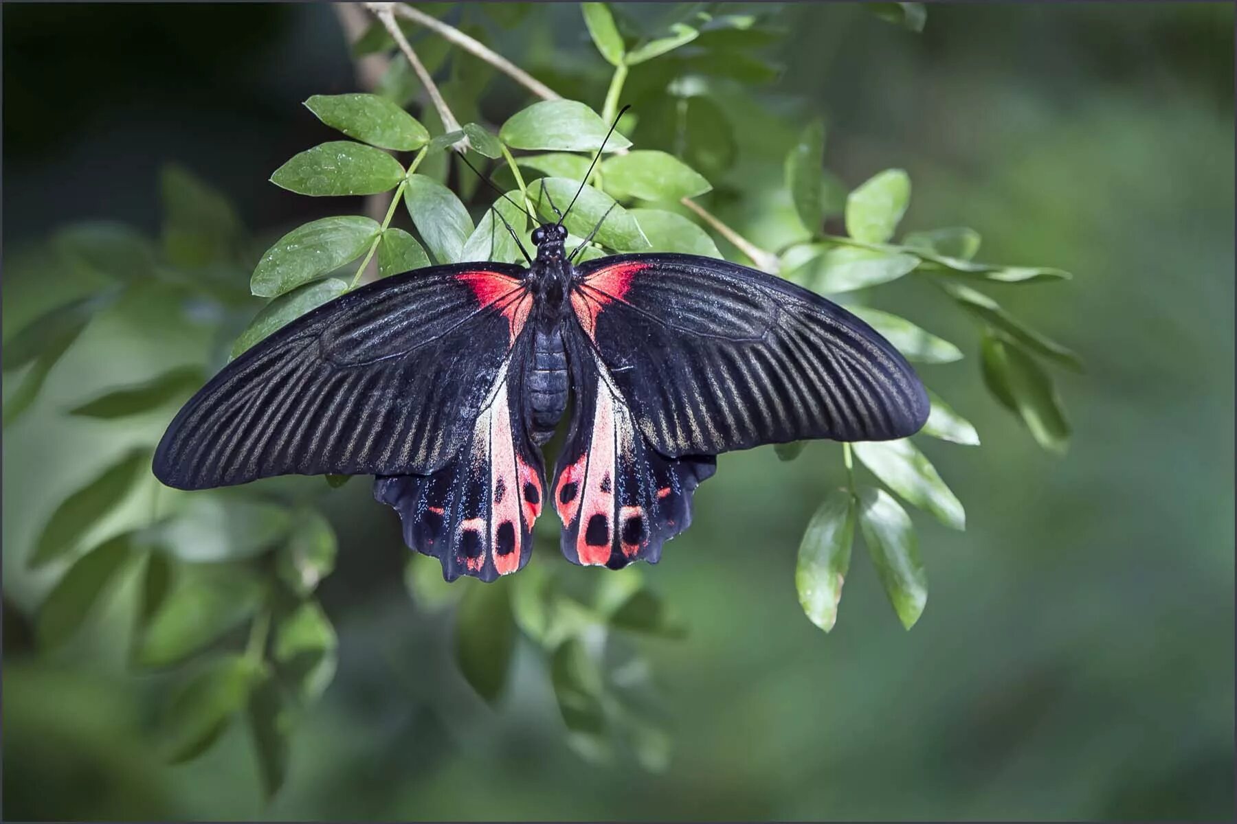 Парусник румянцева бабочка фото Scarlet Mormon Butterfly JuzaPhoto