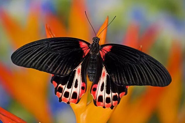 Парусник румянцева бабочка фото Gallery Tropical en 2024 Fotos de mariposas, Fotos espectaculares, Animales