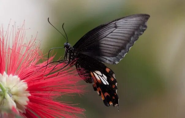 Парусник румянцева бабочка фото Парусник Румянцева Papilio rumanzovia. Фотография из альбома Семейство Парусники