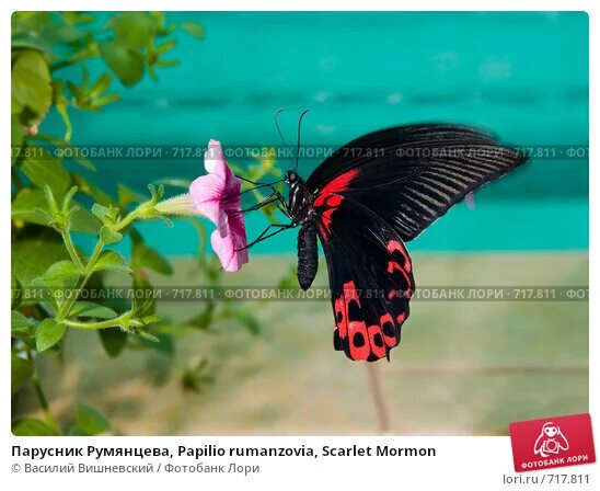 Парусник румянцева бабочка фото Парусник Румянцева, Papilio rumanzovia, Scarlet Mormon. Стоковое фото № 717811, 