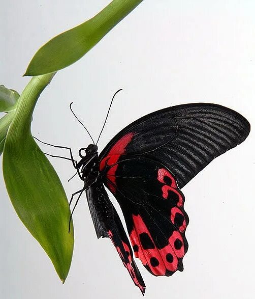Парусник румянцева бабочка фото Papilio rumanzovia Дневная бабочка. Фотография из альбома Виды бабочек и цены на