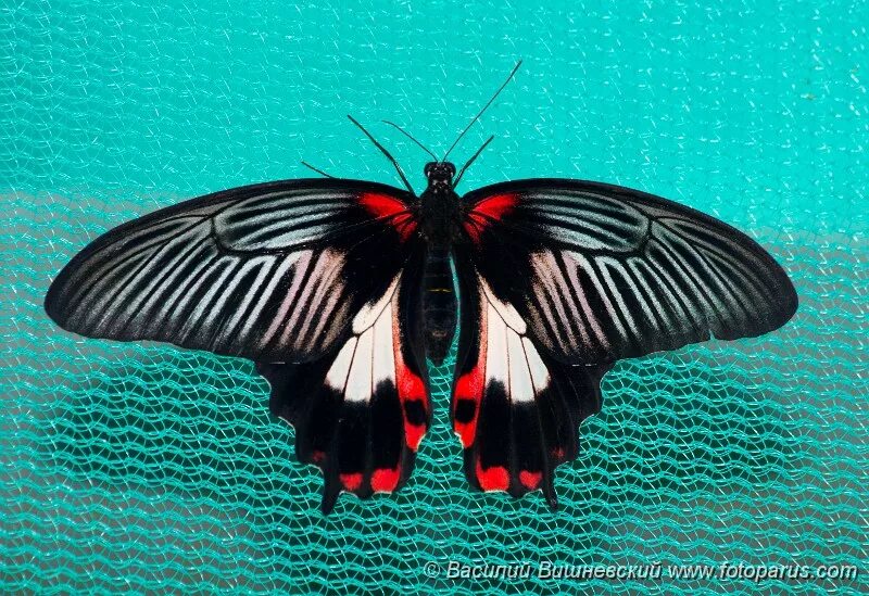 Парусник румянцева бабочка фото PHOTOS/Insect & Other/1 1 Papilio rumanzovia/Papilio_rumanzovia_2007_0619_1405