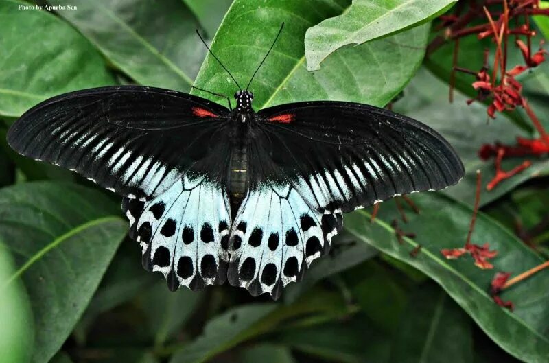 Парусник румянцева бабочка фото Épinglé sur Butterflies / Dragonflies & Bugs