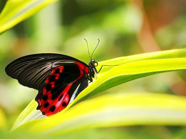 Парусник румянцева бабочка фото Papilio rumanzovia, also called Scarlet Mormon or Scarlet swallowtail is a butte