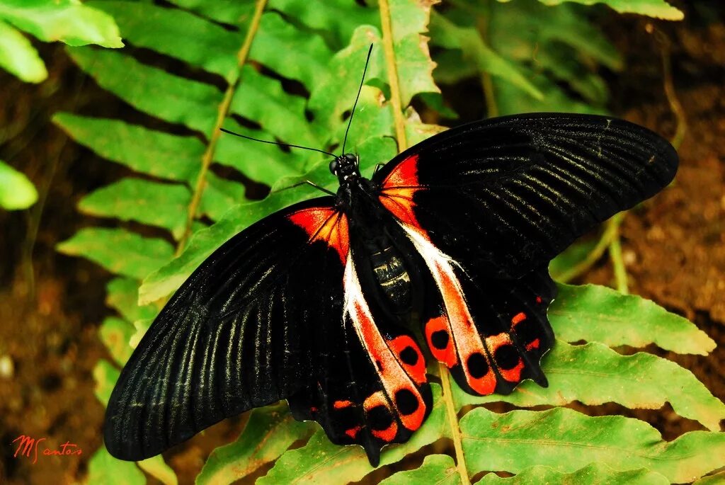 Парусник румянцева бабочка фото Papillons Mariposario de Benalmadena-Butterfly Park