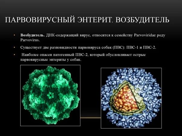 Парвовирус симптомы фото Parvovirus enteritis is a very dangerous, highly contagious and acute viral dise
