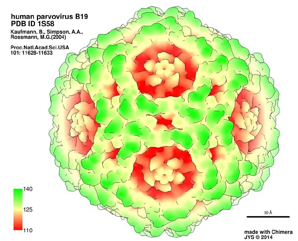 Парвовирус симптомы фото Human parvovirus b19 - Virusworld Images