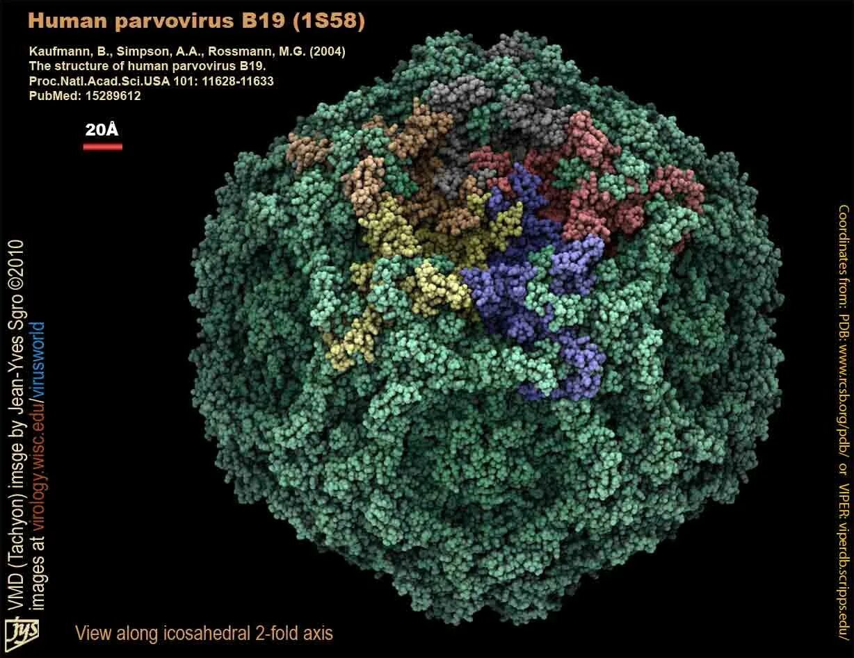 Парвовирус симптомы фото Pin på Biology