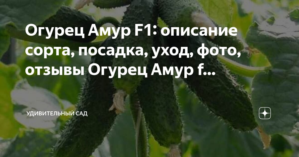 Пасалимо огурец описание отзывы фото Огурец Амур F1: описание сорта, посадка, уход, фото, отзывы Огурец Амур f. Удиви