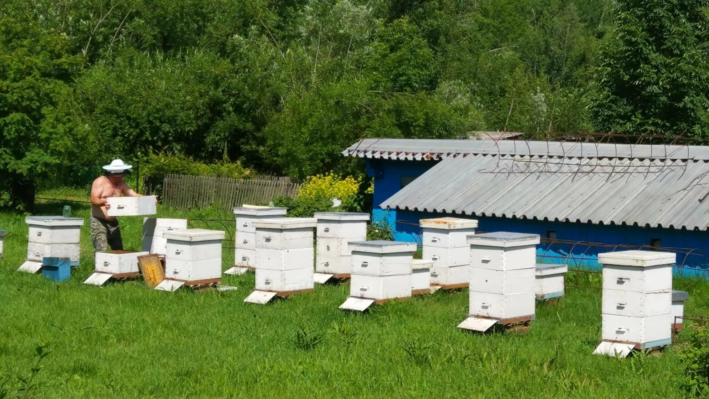 Пасека ново садовая ул 271 фото Размещение пасеки: найдено 90 изображений