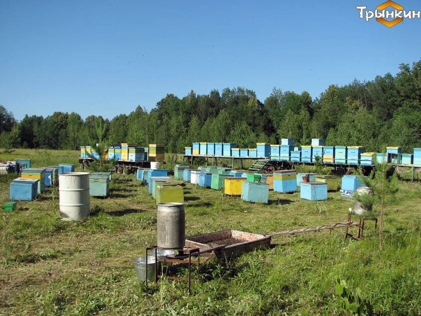 Пасека ново садовая ул 271 фото Передовая Пасека Интернет Магазин Пчеловодства В Москве