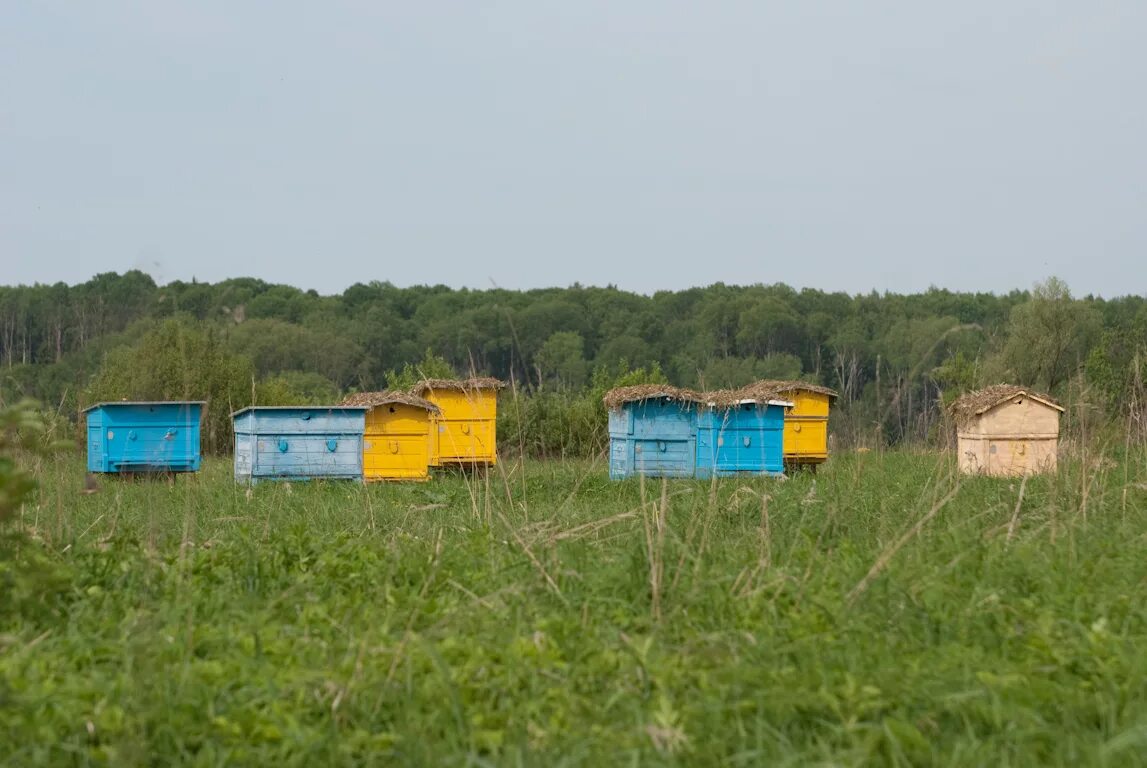 Пасека ново садовая ул 271 фото Файл:Paseka.jpg - Википедия