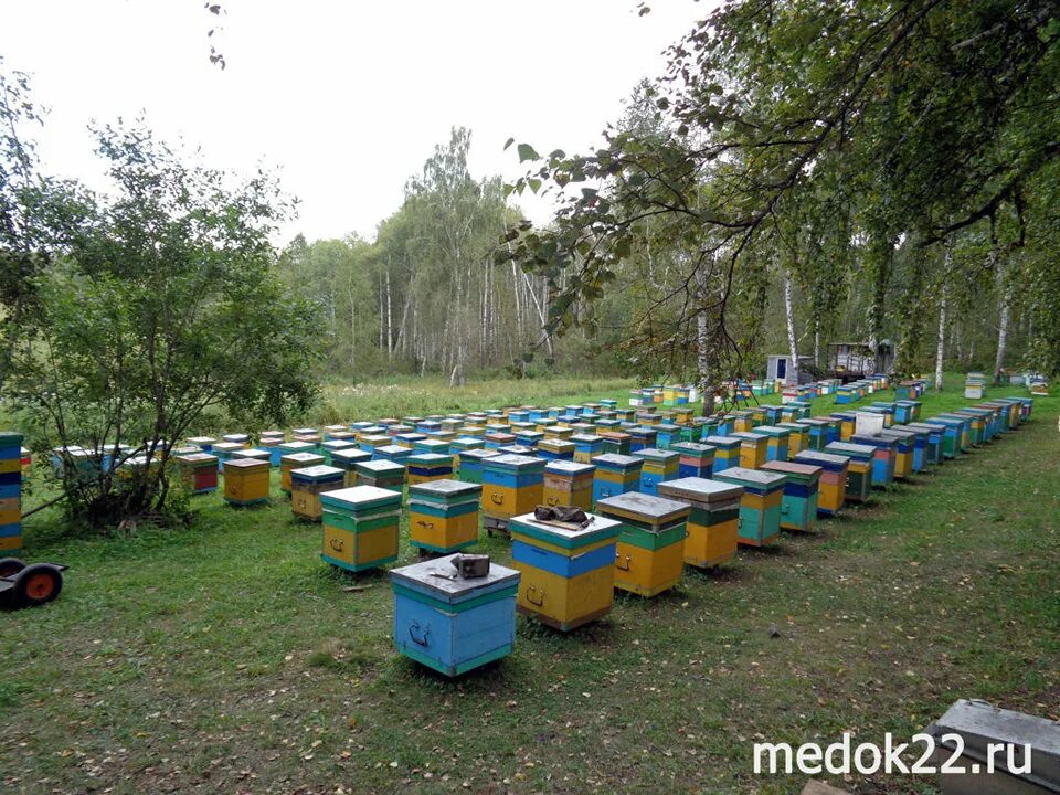 Пасека ново садовая ул 271 фото Фотогалерея пасеки Капатуриных (2017 год) - Натуральный мёд и пчелопродукты