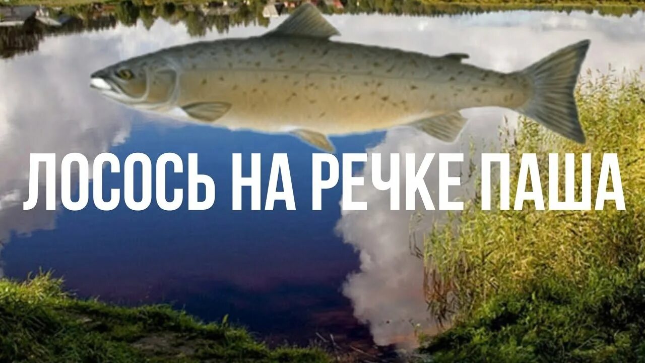 Паша на что ловить рыбалка 3 Русская рыбалка 3 речка Паша ловля лосося - YouTube