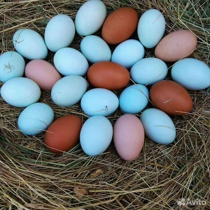 Пасхальные куры фото яиц купить гусиные яйца - Домашние и сельскохозяйственные животные: купить недорого 