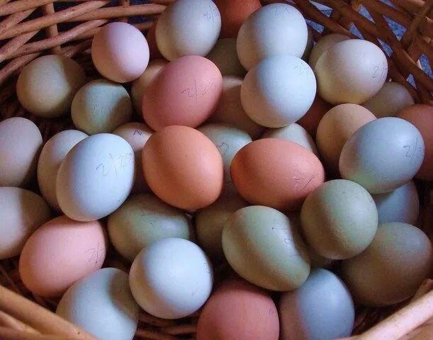 Пасхальные куры фото яиц Click the link for hacks pertaining to best egg laying chicken breeds Chickens b