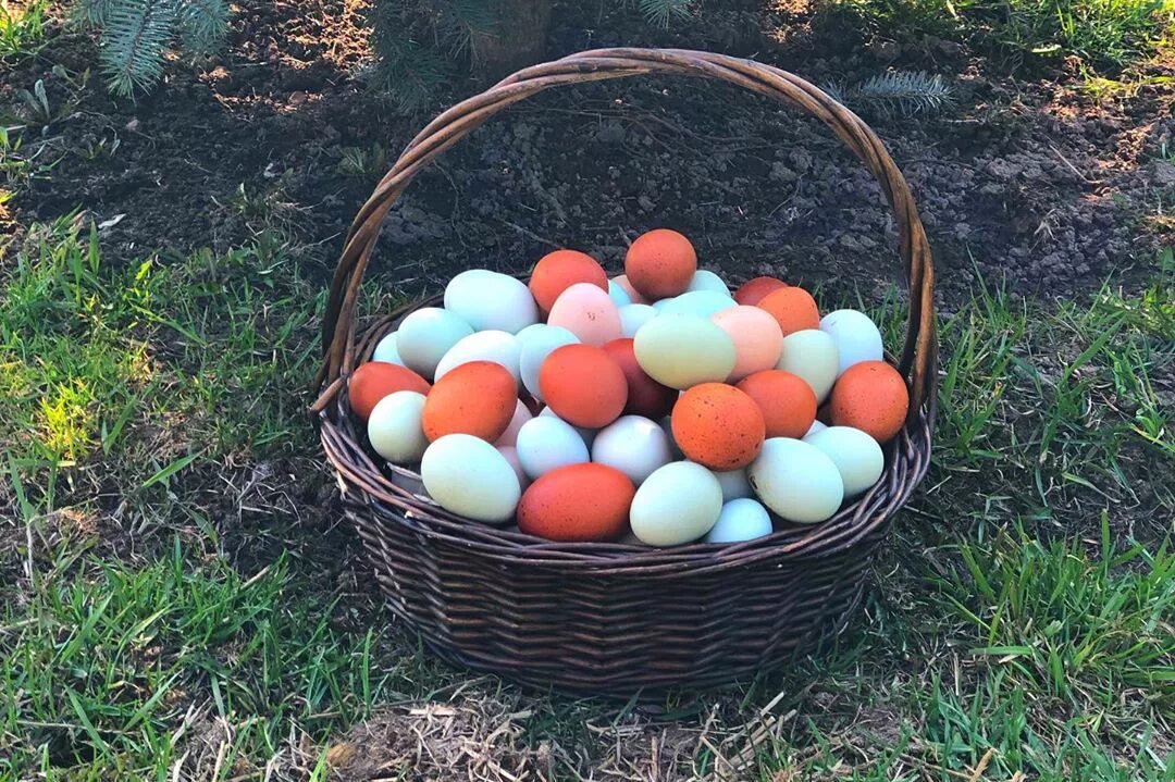 Пасхальные куры фото яиц Картинки КУРИЦА НЕСЕТ ЗЕЛЕНЫЕ ЯЙЦА ФОТО