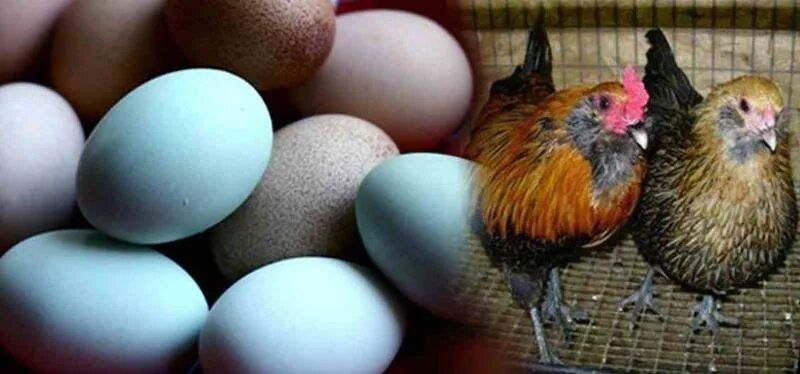 Пасхальные куры фото яиц Ответы Mail.ru: какие куры несут разно цветные яйцы