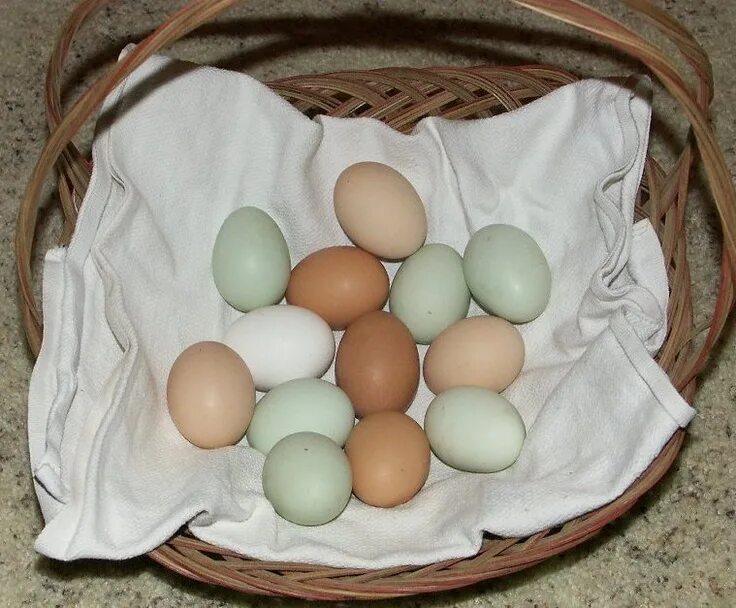Пасхальные куры фото яиц Ameraucanas eggs Chicken breeds, Chickens backyard, Chicken