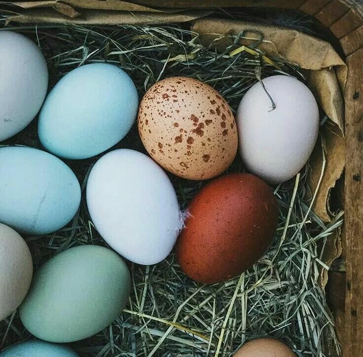 Пасхальные куры фото яиц Pin by Cindy Hodge Karr on Raw Food Farm, Chickens, Best egg laying chickens