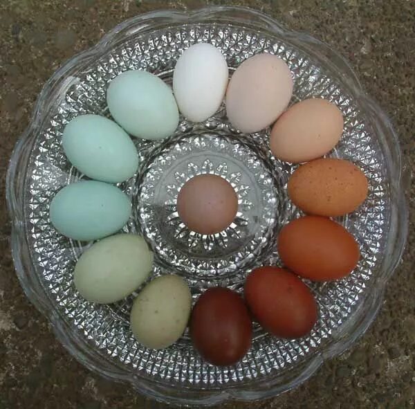 Пасхальные куры фото яиц Chicken egg color dreams...This time around, it looks as though we have dark-ish