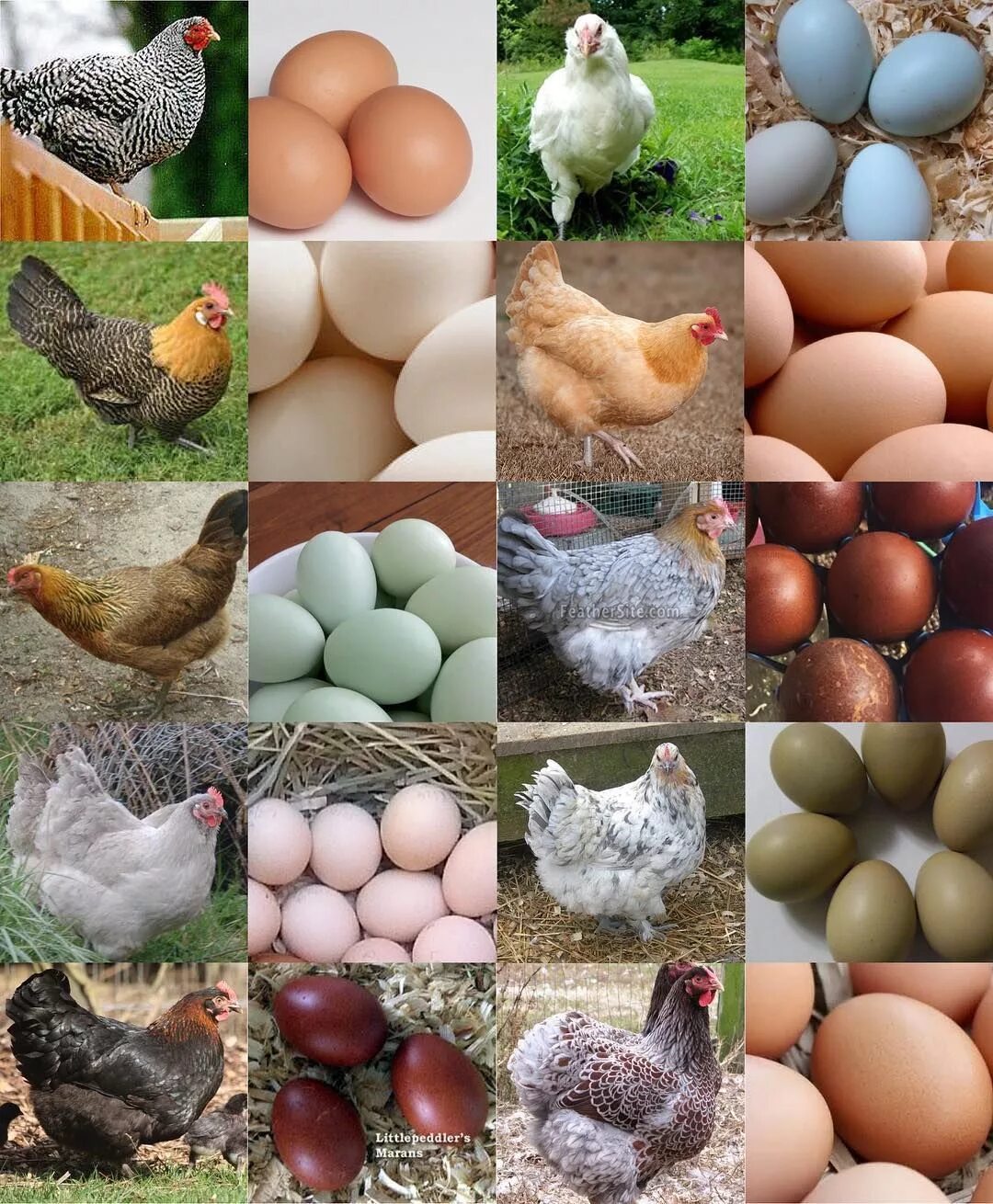Пасхальные куры фото яиц Breeds from left to right and from top down. 1. Dominique 2. Super Blue Egg. Rai