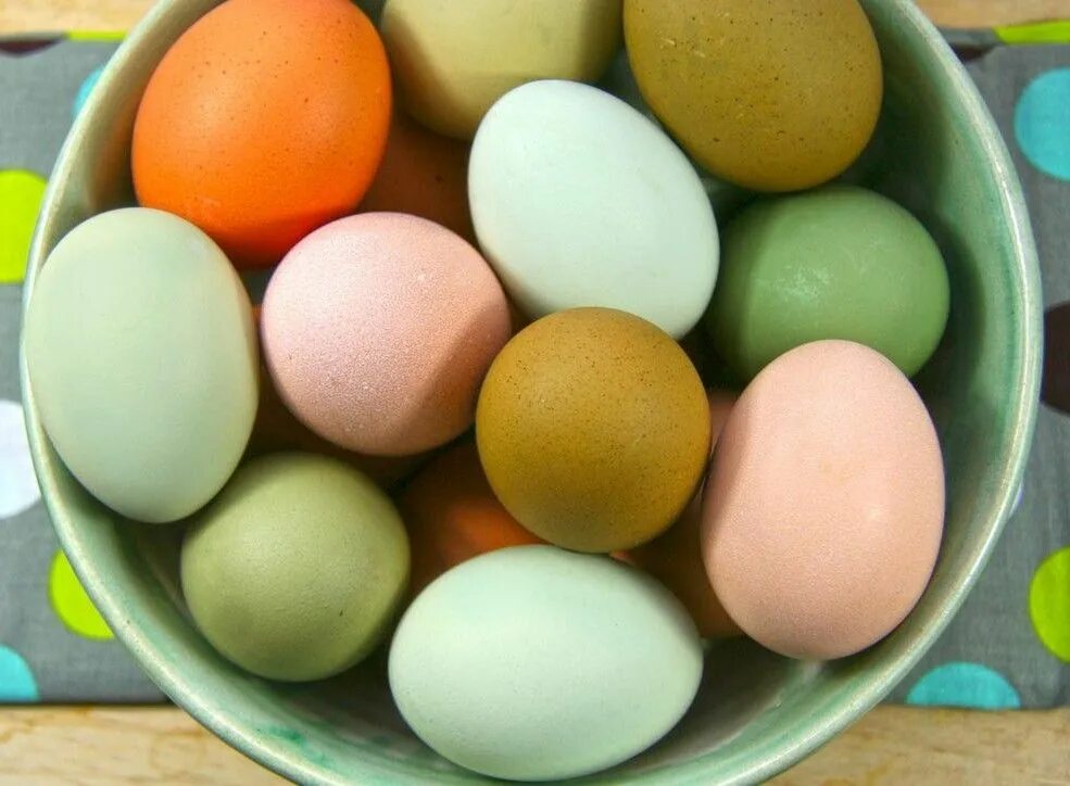Пасхальные куры фото яиц Pin by Emily Murphy on the chickens Eggs, Hen farm, Pet chickens