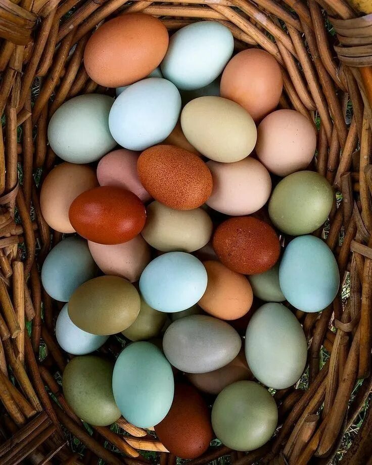 Пасхальные куры фото яиц Farm Eggs Farm eggs, Chickens, Chickens backyard