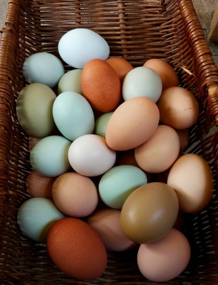 Пасхальные куры фото яиц Chicken breeds for eggs, Layer chickens, Chicken breeds