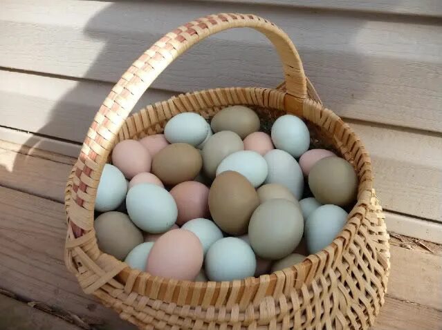 Пасхальные куры фото яиц Ameraucana Eggs - Difference in Color Chickens backyard, Araucana chickens, Back